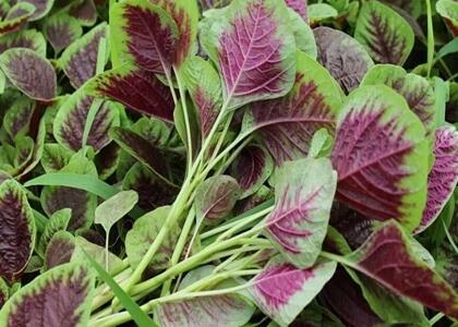 新鮮蔬菜配送:莧菜